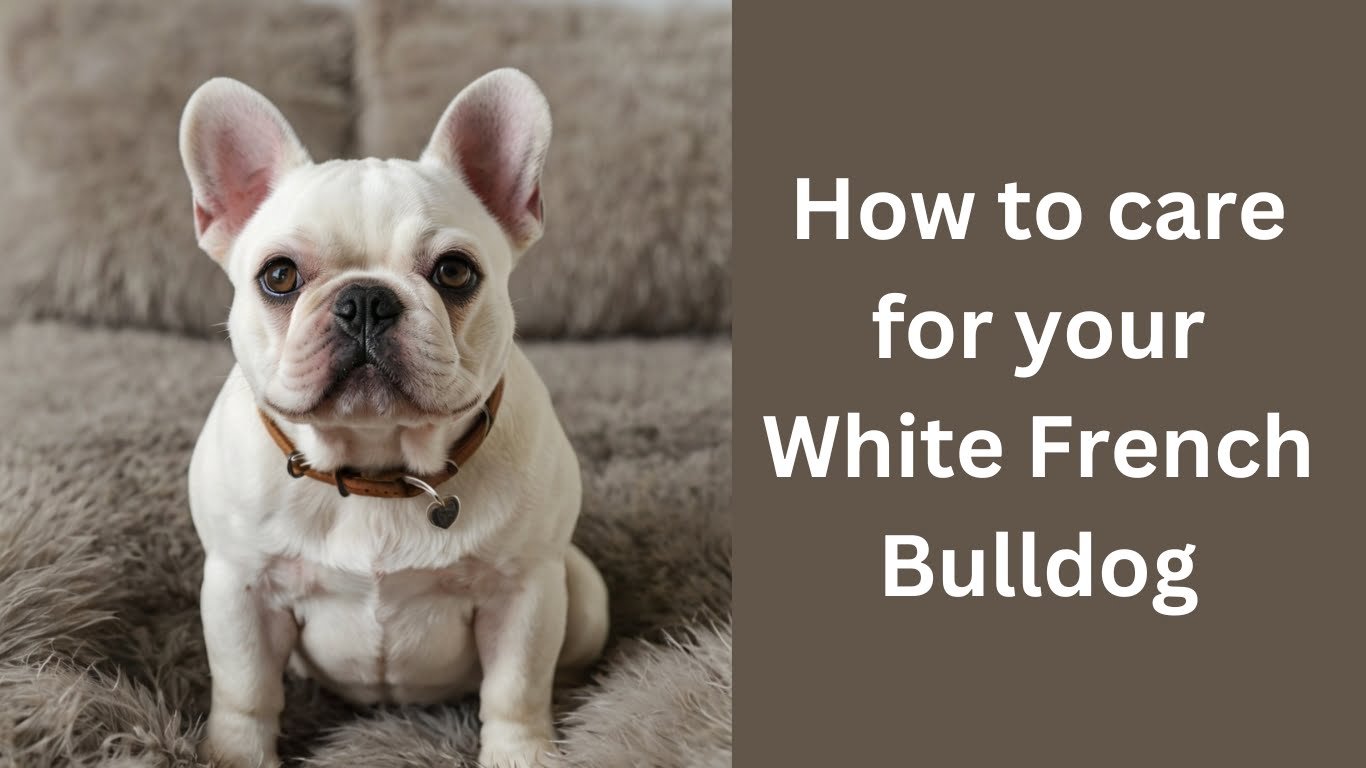 How To care of a White French Bulldog