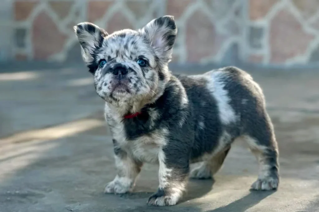 What Is a Fluffy Frenchies Temperament?